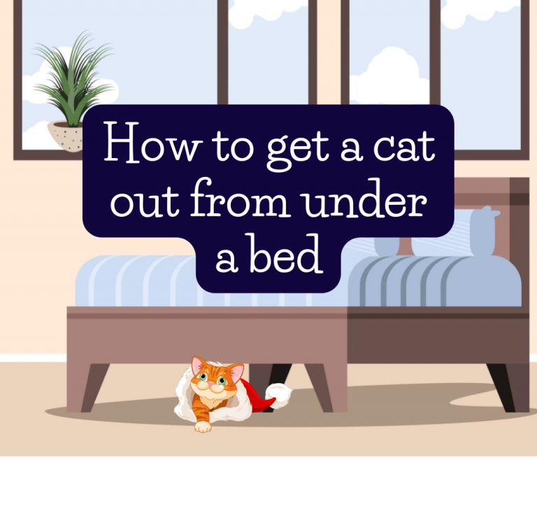 How to get a cat out from under a bed
