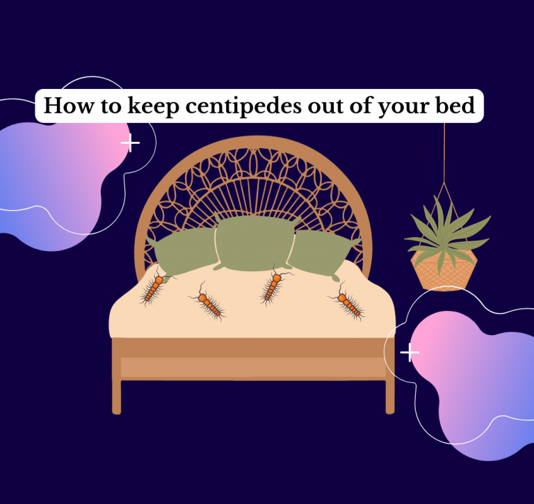 How to keep centipedes out of your bed