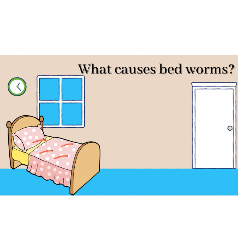What causes bed worms? Exact and Effective reasons