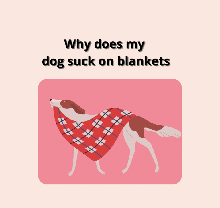 Why does my dog suck on blankets? know the exact reason